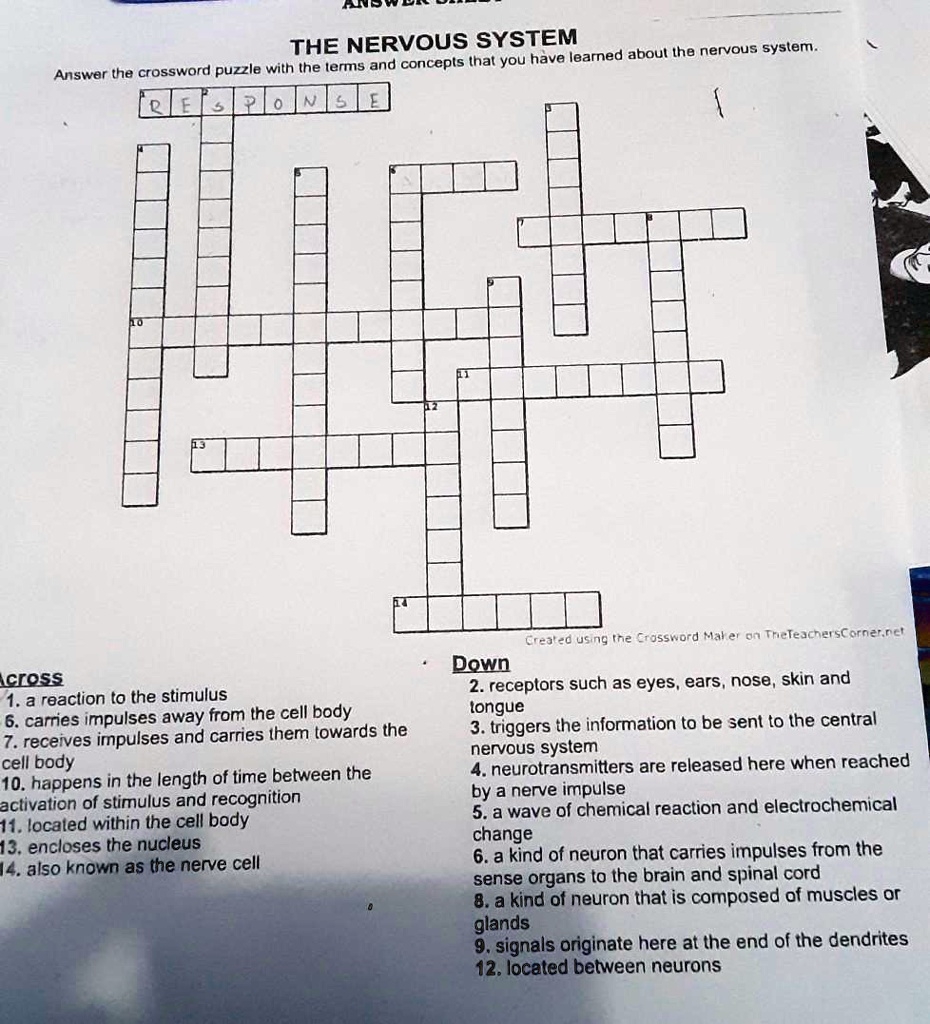 The Nervous System Answer The Crossword Puzzle With The 