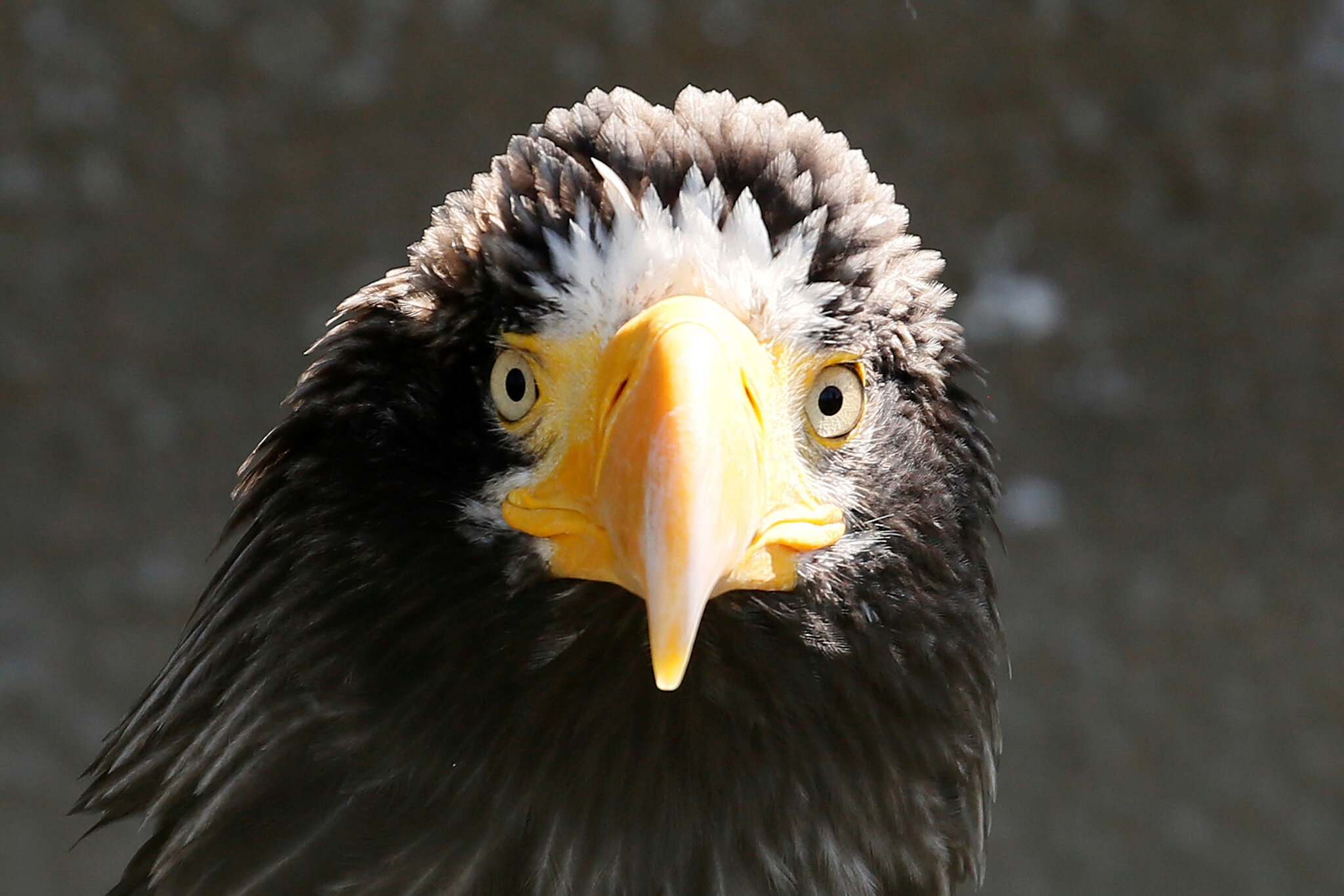 The Steller s Sea Eagle That Is Very Very Lost The New York Times
