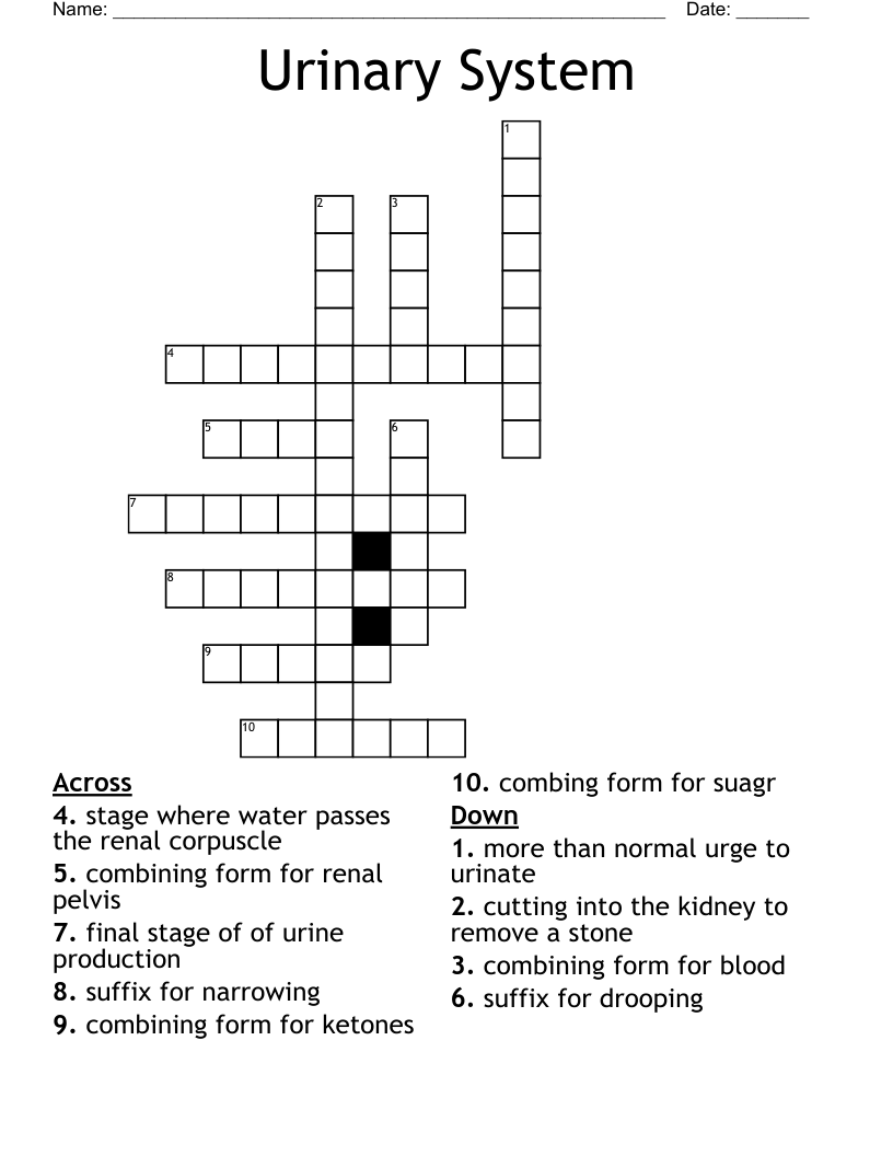 Urinary System Crossword WordMint