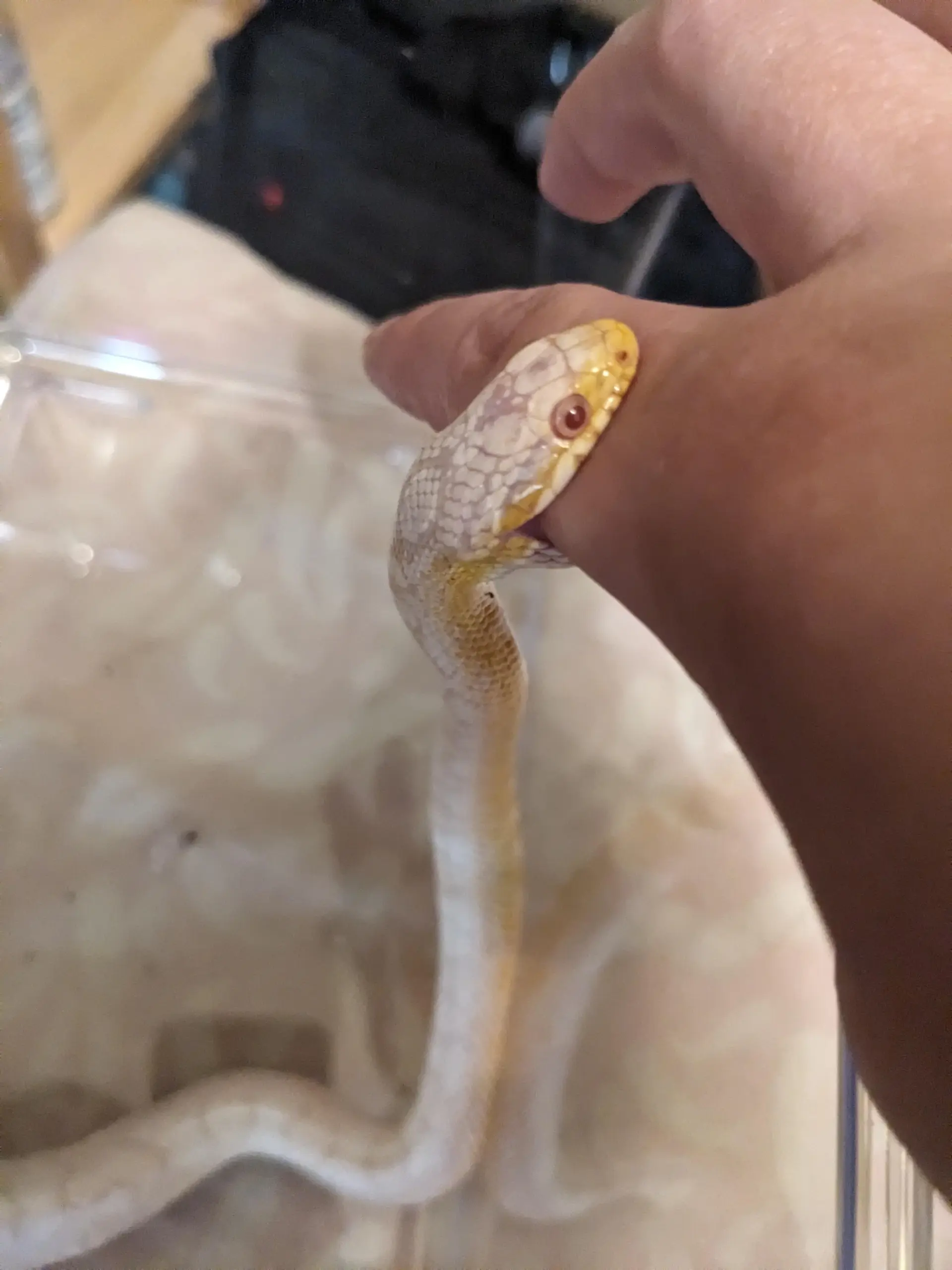 What Happens If A Regular pet Snake Bites You R snakes