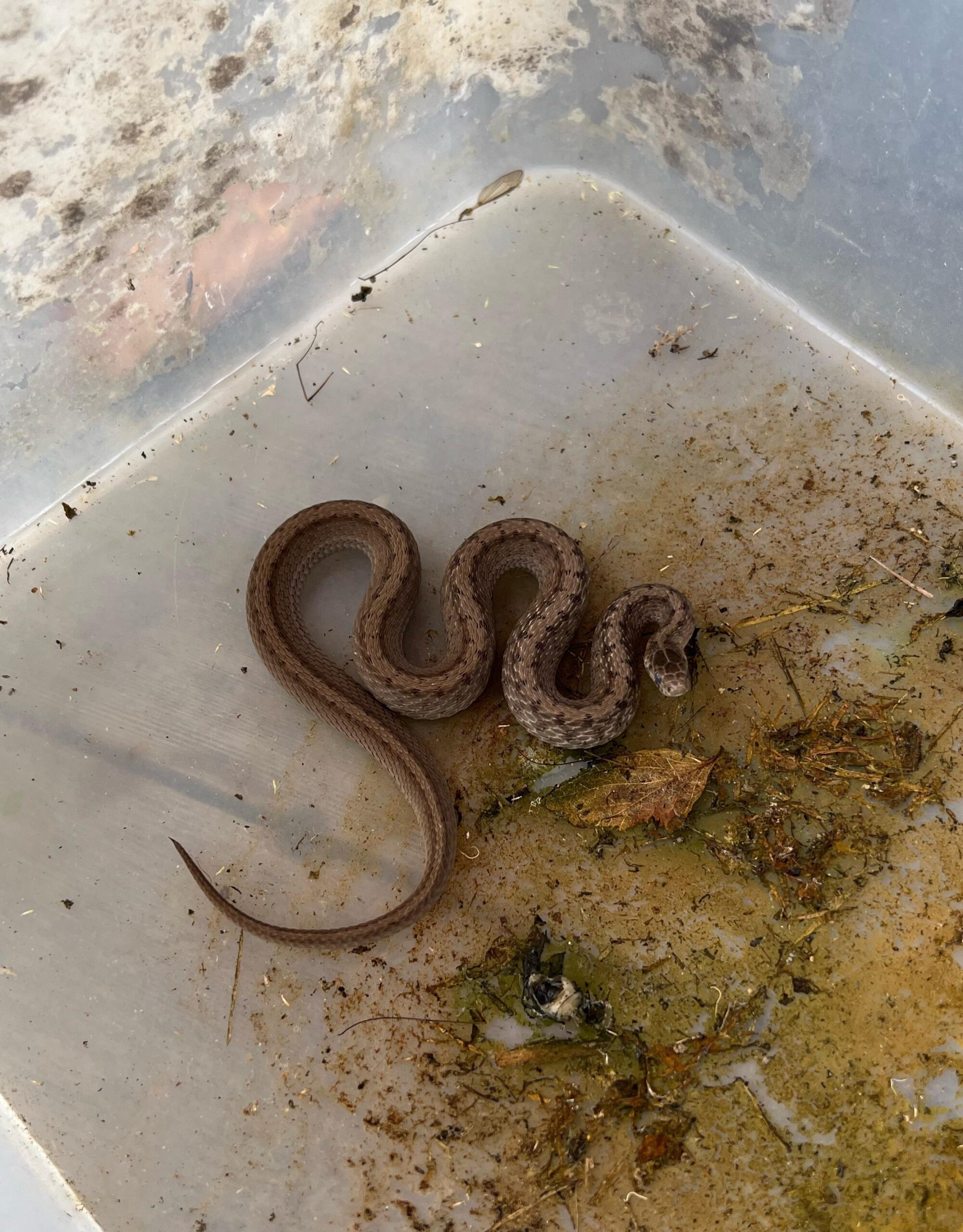 What Kind Of Snake Is This He Keeps Trying To Bite Me If It Does Will It Hurt R snakes