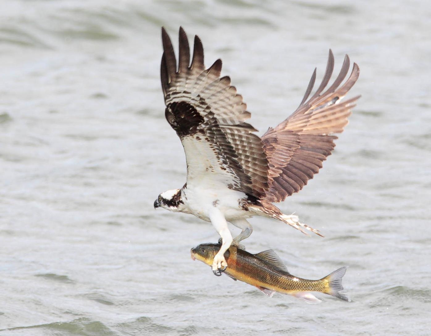 Wildlife Moment Ospreys Make Return Again Outdoors Yakimaherald